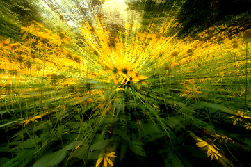 Image showing daisy flowers