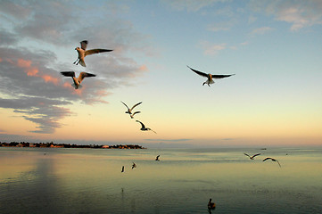 Image showing seagulls over ocean