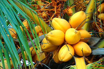 Image showing group of coconuts