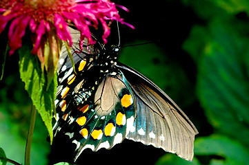 Image showing full view of butterfly