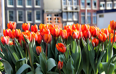 Image showing Amsterdam in tulips
