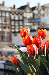 Image showing Amsterdam in tulips