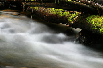 Image showing Stream and Fallen Log