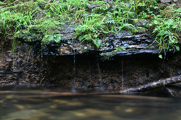 Image showing The Bank of Fishhawk Creek