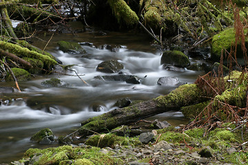 Image showing Stream with Mossy Rocks and Logs