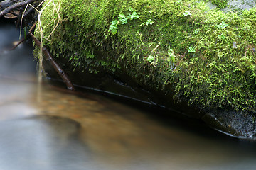 Image showing Stream and Mossy Rock