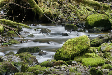 Image showing Stream and Mossy Rocks