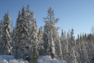 Image showing Winter forest