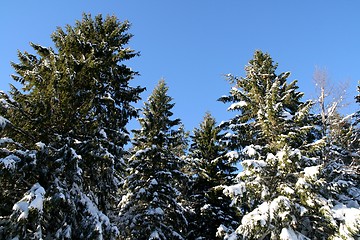 Image showing Snowy treetops