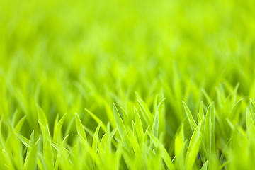 Image showing Green Grass Background