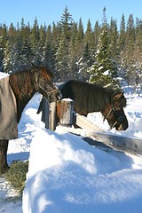 Image showing Horses in snow