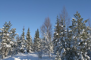 Image showing Winter forest