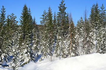 Image showing Winter forest