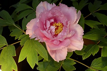 Image showing pink peony