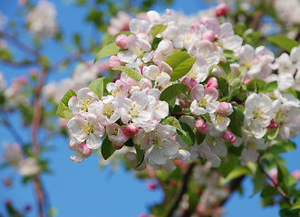 Image showing Closeup of a cluster of crab apple blossom
