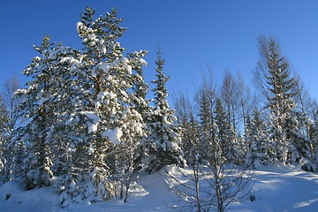 Image showing Winter forest