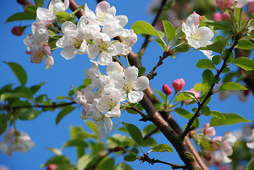 Image showing Delicate crab apple blossom on the branch