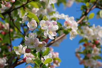 Image showing Blossom on the branch of a crab apple tree 