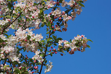 Image showing Crab apple tree blossoming in spring