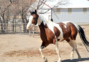 Image showing Horse on ranch.