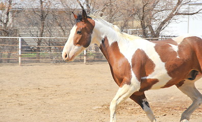 Image showing Horse on ranch.