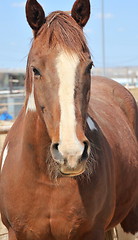 Image showing Horse on ranch.