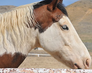 Image showing Horse on ranch.