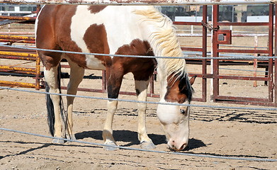 Image showing Horse on ranch.