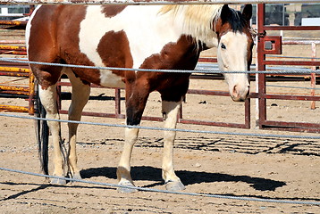 Image showing Horse on ranch.