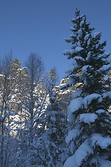 Image showing Winter trees