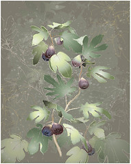 Image showing Detailed image of a bunch of figs on a tree. Figs in a fig tree.