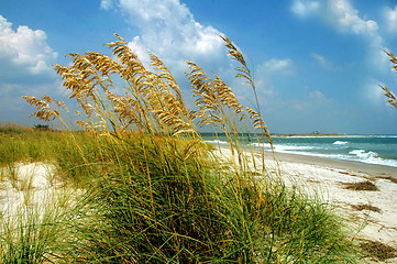 Image showing seagrass along beach front