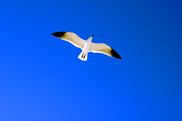 Image showing close up of seagull flying