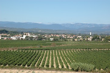 Image showing Grapefields Languedoc France