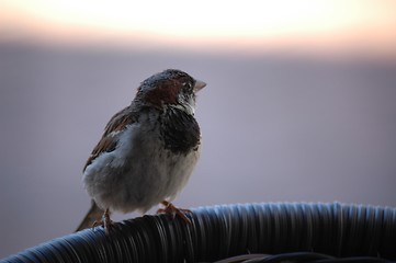 Image showing sparrow