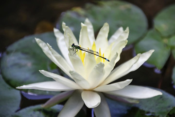 Image showing Resting dragonfly