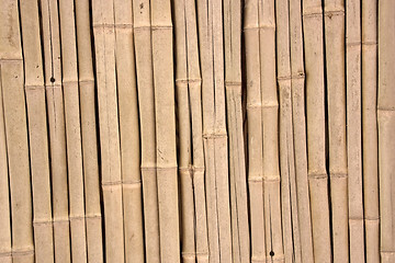 Image showing Bamboo