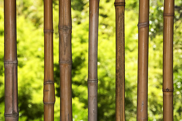 Image showing Bamboo