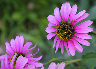 Image showing Purple Echinacea