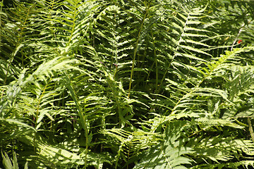 Image showing Green fern