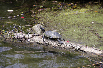 Image showing Resting Turtle