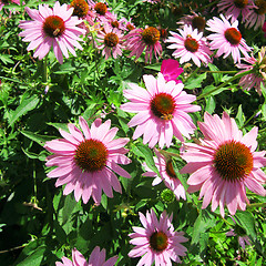 Image showing Purple Echinaceas in a flower bed