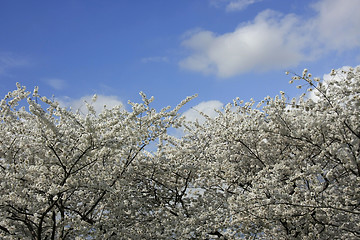 Image showing Cherry blossom