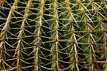Image showing Close to the cactus