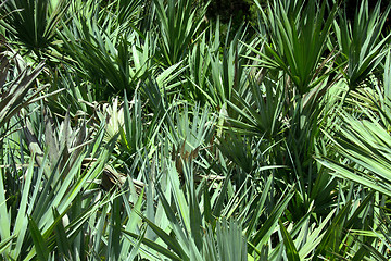 Image showing Green palm leaves