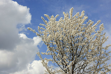 Image showing Cherry blossom