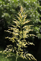 Image showing Blooming grass