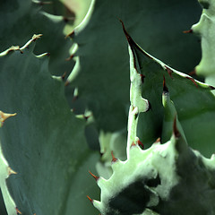 Image showing Aloe close up