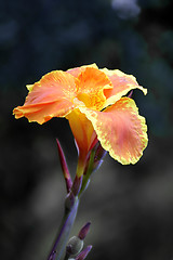 Image showing Orange bloom