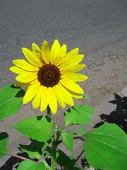 Image showing Sunflower